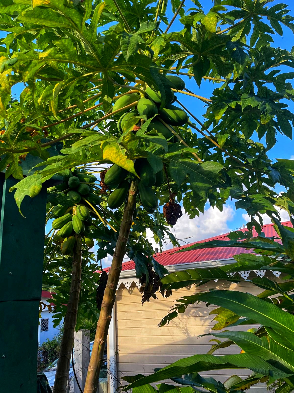 Papayes à cueillir sur place